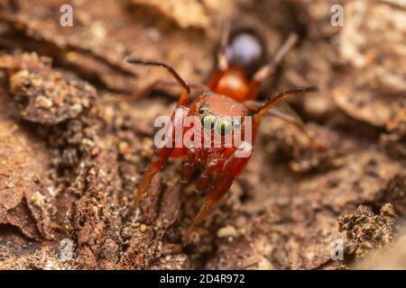 Springende Spinne (Peckhamia sp.), eine Ameisenimikerin, an der Seite eines Baumes. Stockfoto