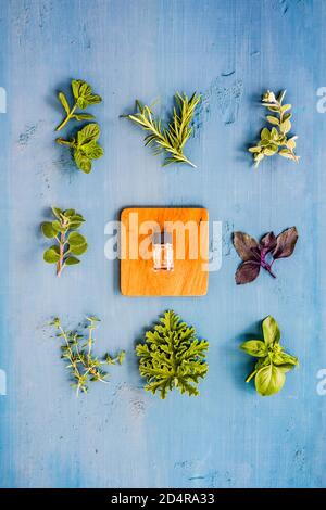 Sortiment an Kräutern Bav ätherischen Ölen. Stockfoto