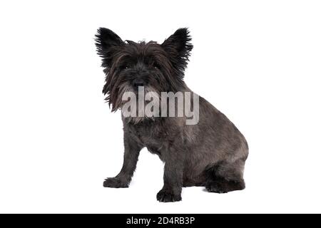 Ein Black Cairn Terrier, der vor weißem Hintergrund sitzt Stockfoto