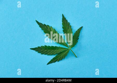 Cannabisblatt auf blauem Hintergrund, Draufsicht Stockfoto