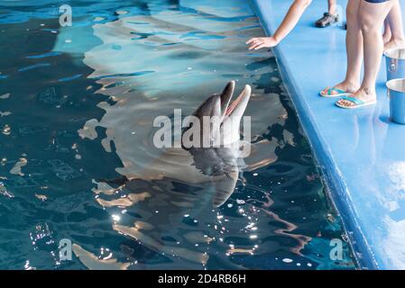 Pflege, Rehabilitation, Baden, Tauchen, Spiele, Spaß und Unterhaltung mit einem Delfin in einem Meer-Wasser-Pool. Delfinarium, Ozeanarium. Stockfoto