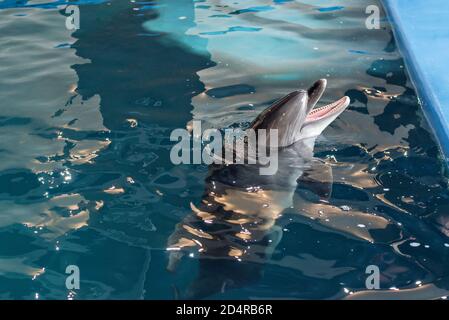 Pflege, Rehabilitation, Baden, Tauchen, Spiele, Spaß und Unterhaltung mit einem Delfin in einem Meer-Wasser-Pool. Delfinarium, Ozeanarium. Stockfoto