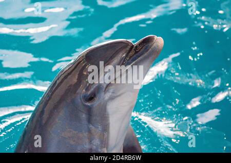 Pflege, Rehabilitation, Baden, Tauchen, Spiele, Spaß und Unterhaltung mit einem Delfin in einem Meer-Wasser-Pool. Delfinarium, Ozeanarium. Stockfoto