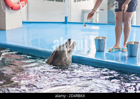 Pflege, Rehabilitation, Baden, Tauchen, Spiele, Spaß und Unterhaltung mit einem Delfin in einem Meer-Wasser-Pool. Delfinarium, Ozeanarium. Stockfoto