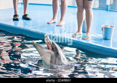 Pflege, Rehabilitation, Baden, Tauchen, Spiele, Spaß und Unterhaltung mit einem Delfin in einem Meer-Wasser-Pool. Delfinarium, Ozeanarium. Stockfoto