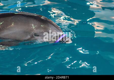 Pflege, Rehabilitation, Baden, Tauchen, Spiele, Spaß und Unterhaltung mit einem Delfin in einem Meer-Wasser-Pool. Delfinarium, Ozeanarium. Stockfoto