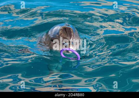 Pflege, Rehabilitation, Baden, Tauchen, Spiele, Spaß und Unterhaltung mit einem Delfin in einem Meer-Wasser-Pool. Delfinarium, Ozeanarium. Stockfoto