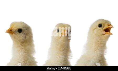 Drei junge flauschige gelbe Ostern Baby Huhn Köpfe gegen weiß Hintergrund Stockfoto