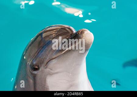 Pflege, Rehabilitation, Baden, Tauchen, Spiele, Spaß und Unterhaltung mit einem Delfin in einem Meer-Wasser-Pool. Delfinarium, Ozeanarium. Stockfoto