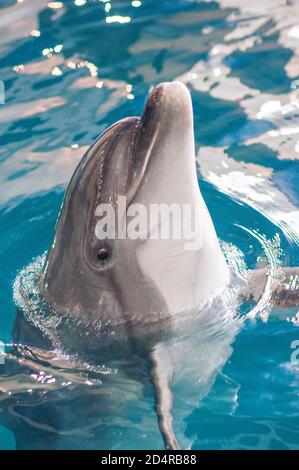 Pflege, Rehabilitation, Baden, Tauchen, Spiele, Spaß und Unterhaltung mit einem Delfin in einem Meer-Wasser-Pool. Delfinarium, Ozeanarium. Stockfoto