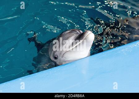 Pflege, Rehabilitation, Baden, Tauchen, Spiele, Spaß und Unterhaltung mit einem Delfin in einem Meer-Wasser-Pool. Delfinarium, Ozeanarium. Stockfoto