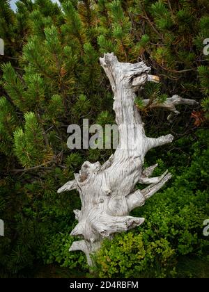 Toter Baum, abstrakte Form auf dem Weg in den Bergen Nationalpark Karkonosze Stockfoto