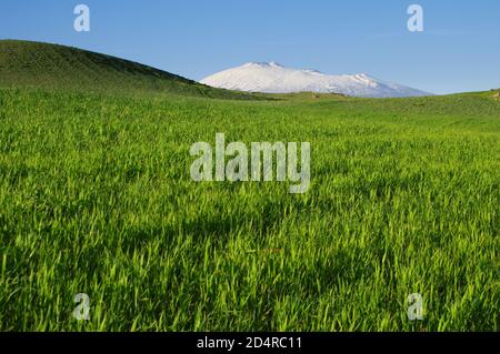 Landwirtschaft in Sizilien, Blick auf grünes Weizenfeld rund um den Ätna Berg schneebedeckt Stockfoto