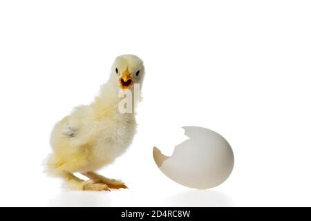 Ein junges flauschiges gelbes Osterbaby-Huhn mit Eierschale Vor weißem Hintergrund Stockfoto