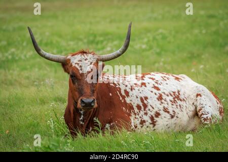 Longhorn-Rind (Bos taurus) In Oklahoma's Wichita Mountains National Wildlife Refuge Stockfoto
