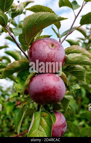 Spartan Äpfel auf dem Baum in Ontario Kanada Obstgarten. Stockfoto