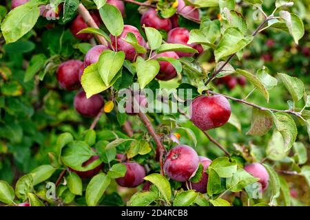 Spartan Äpfel auf dem Baum in Ontario Kanada Obstgarten. Stockfoto