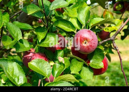 Spartan Äpfel auf dem Baum in Ontario Kanada Obstgarten. Stockfoto