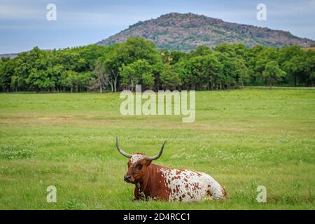 Longhorn-Rind (Bos taurus) In Oklahoma's Wichita Mountains National Wildlife Refuge Stockfoto