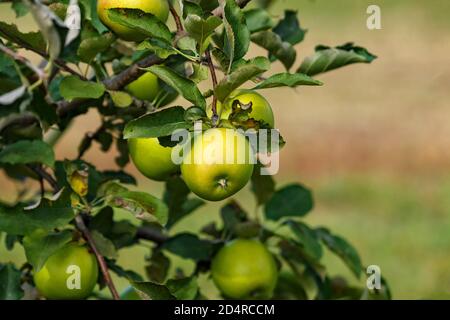 Grüne Mutsu Äpfel auf dem Baum in Ontario Kanada Obstgarten. Stockfoto