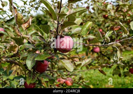Red Empire Äpfel auf dem Baum in Ontario Kanada Obstgarten. Stockfoto