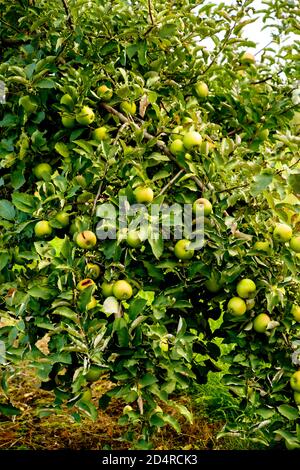 Grüne Mutsu-Äpfel auf dem Baum im Obstgarten. Ontario, Kanada. Stockfoto