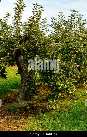 Grüne Mutsu Äpfel auf dem Baum in Ontario Kanada Obstgarten. Stockfoto