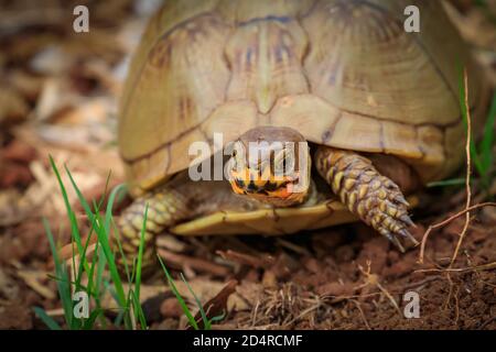 Nahaufnahme einer dreifach gezäunten Schildkröte (Terrapene carolina triunguis) Stockfoto