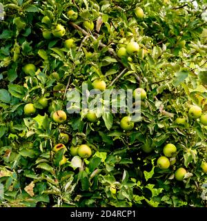 Grüne Mutsu Äpfel auf dem Baum in Ontario Kanada Obstgarten. Stockfoto