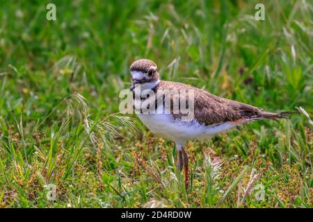 Killdeer (Charadrius vociferus) in einem Feld Stockfoto