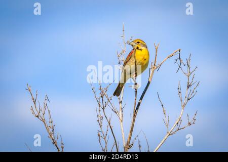 Dickcissel (Spiza americana) auf einem Ast Stockfoto