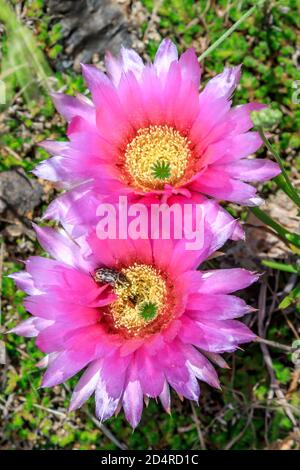 Rosa Kaktus der Kaktus der Kaktus der Kaktus der Kaktus der Kakteen (Opuntia) Sie blühen auch in Gelb Stockfoto