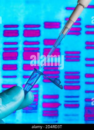 Genetische Forschung, Pipettieren in ein Reagenzglas vor einem DNA-Autoradiogramm (Deoxyribonukleinsäure). Stockfoto