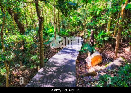 Boardwalk im Dschungel des Minnamurra National Park Regenwald durch dichte Farn Bäume und Kaugummibäume. Stockfoto