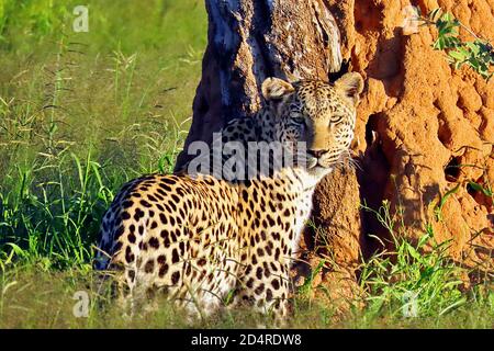 Ein Afrikanischer Leopard (Panthera pardus) blickt zurück auf die Kamera vor einem Termitenhügel im Okonjima Reserve, Otjozondjupa Region, Namibia. Stockfoto