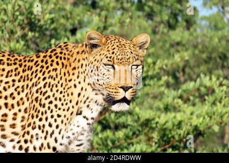 Ein Afrikanischer Leopard (Panthera pardus) aus nächster Nähe am späten Abend im Okonjima Reserve, Otjozondjupa Region, Namibia. Stockfoto