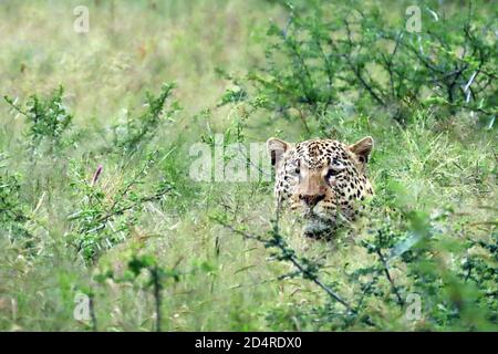 Ein Afrikanischer Leopard (Panthera pardus) versteckt sich in dichtem Gras am frühen Morgen im Okonjima Reserve, Otjozondjupa Region, Namibia. Stockfoto