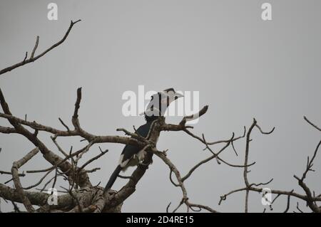 Isolierte Trompeter hornbill thront auf einem Baum in Umkhuze game reserve Südafrika Stockfoto