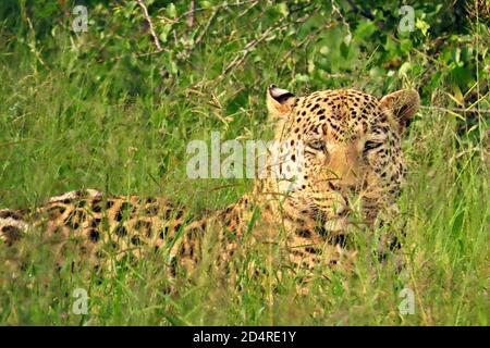 Ein Afrikanischer Leopard (Panthera pardus) versteckt sich im Gras bei Okonjima, Otjozondjupa Region, Namibia. Stockfoto