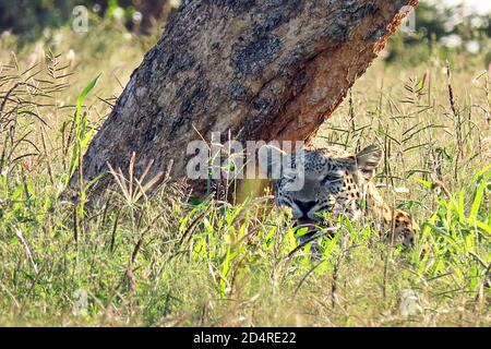 Ein Afrikanischer Leopard (Panthera pardus) versteckt sich am späten Abend unter einem Baum im Okonjima Reserve, Otjozondjupa Region, Namibia. Stockfoto