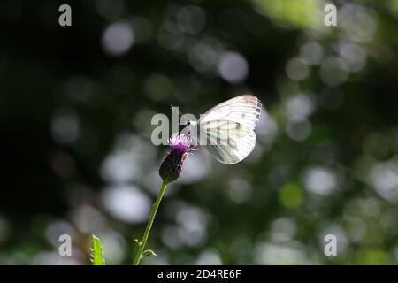 Selektive Fokusaufnahme eines schönen schwarz-adernen weißen Schmetterlings sitzend Auf einer Blume im Garten Stockfoto