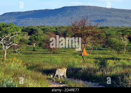 Ein Afrikanischer Leopard (Panthera pardus), der am späten Abend in der Otjozondjupa Region, Namibia, das Okonjima Reservat umherjagt. Stockfoto