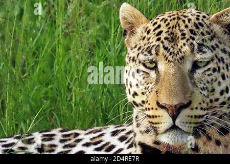 Ein Afrikanischer Leopard (Panthera pardus) versteckt sich im Gras bei Okonjima, Otjozondjupa Region, Namibia.