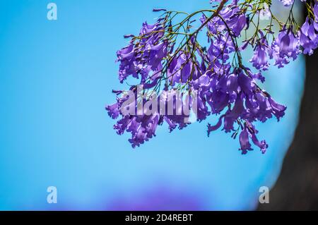 Violett Blau Jacaranda mimosifolia Closeup in Pretoria, Südafrika Stockfoto