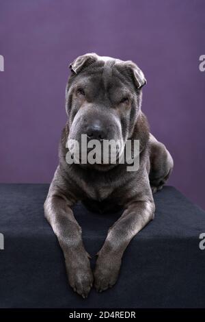 Ein liegender grauer Sharpei-Hund, der isoliert auf die Kamera schaut Auf einem violetten Hintergrund Stockfoto