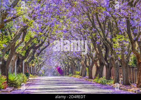 Violett Blau Jacaranda mimosifolia Blüte in Johannesburg Straße im Frühjahr im Oktober in Südafrika Stockfoto