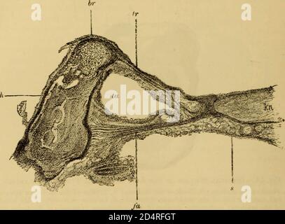 Ein Lehrbuch der Krankheiten des Ohres und benachbarter Organe (1894) Stockfoto