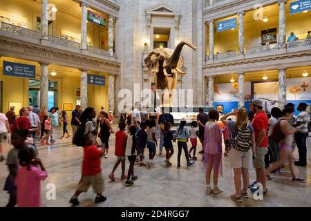 Besucher in der Haupthalle des National Museum of Natural History in Washington D.C. Stockfoto