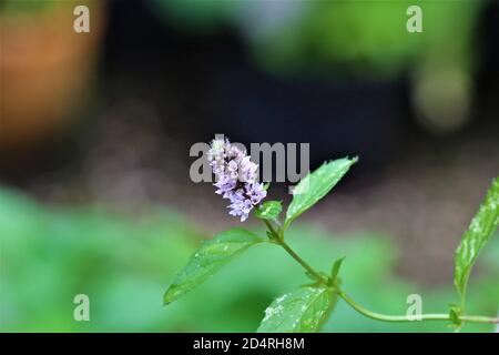 Nahaufnahme einer Minzblüte vor verschwommenem Hintergrund Stockfoto