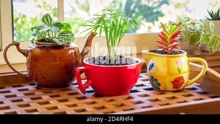 Haus Pflanzen in recycelten Becher und Teekanne in sonnigen Fenster angebaut, recyceln, wiederverwenden, up-Zyklus für nachhaltiges Leben und Gartenarbeit Stockfoto